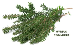 MYRTUS COMMUNIS