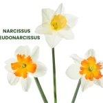 NARCISSUS PSEUDONARCISSUS