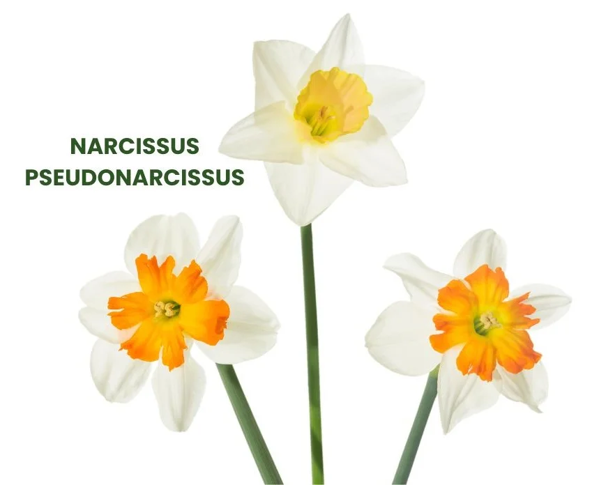 NARCISSUS PSEUDONARCISSUS