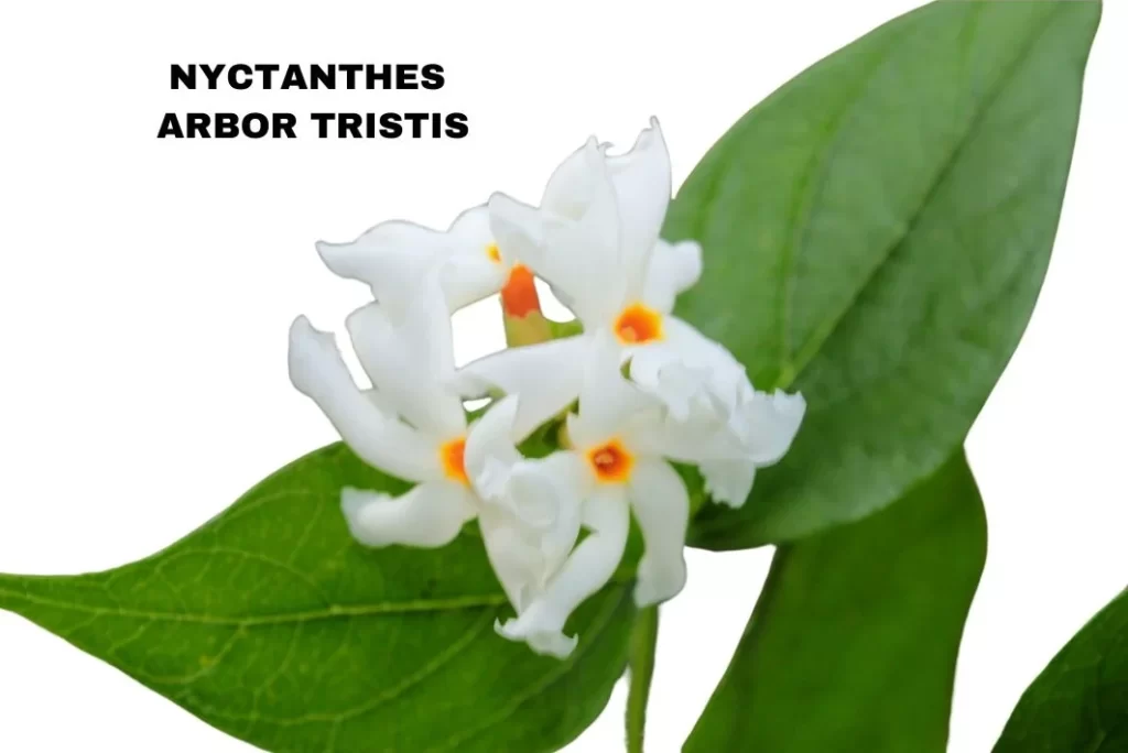 NYCTANTHES ARBOR TRISTIS