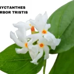 NYCTANTHES ARBOR TRISTIS