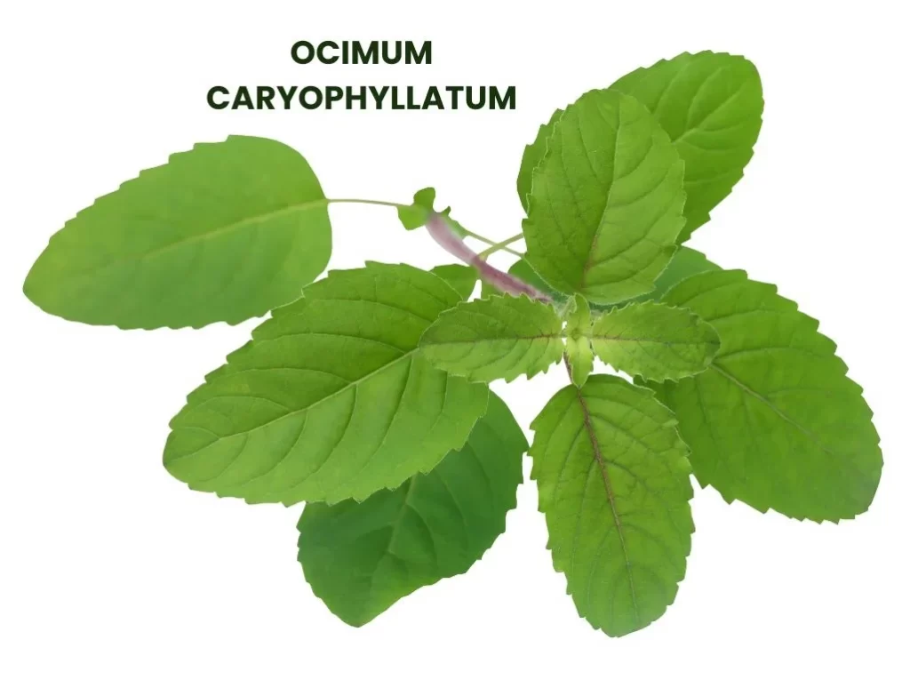 OCIMUM CARYOPHYLLATUM