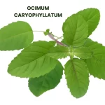 OCIMUM CARYOPHYLLATUM