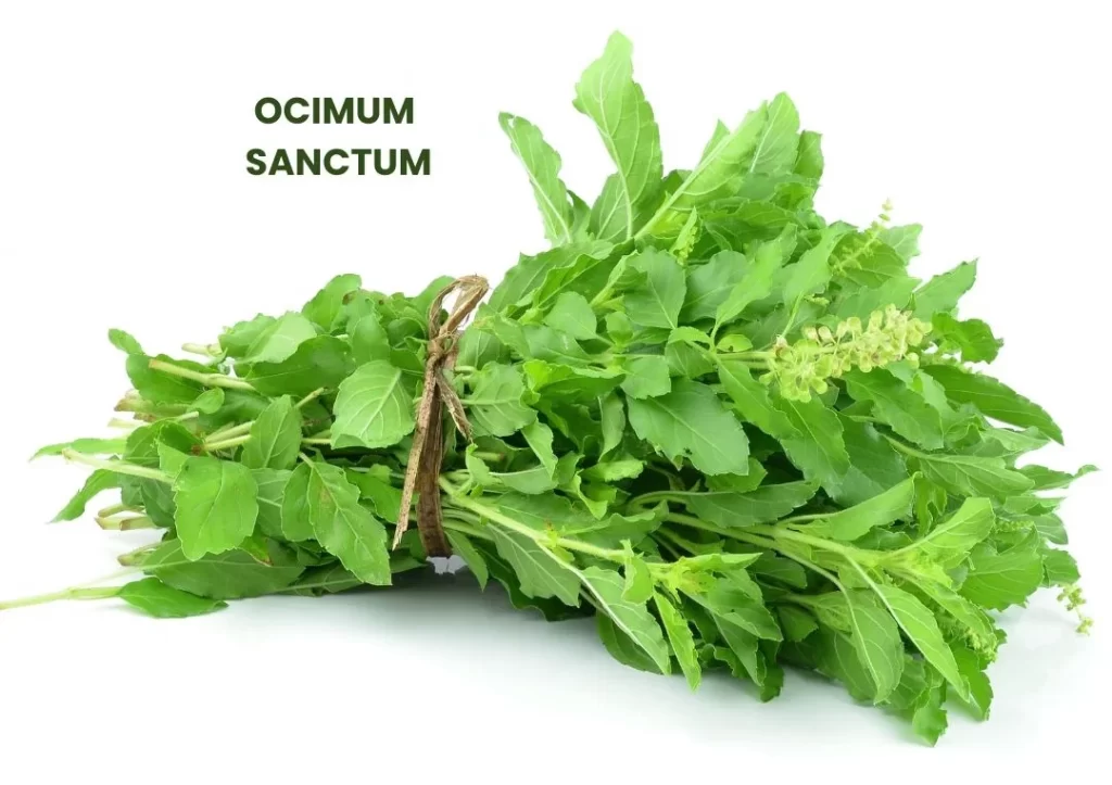 OCIMUM SANCTUM - Medicosage