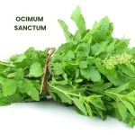 OCIMUM SANCTUM