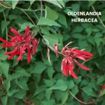 OLDENLANDIA HERBACEA