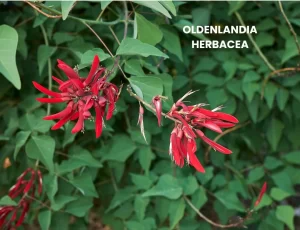 OLDENLANDIA HERBACEA