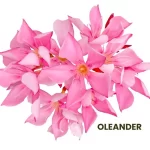 OLEANDER