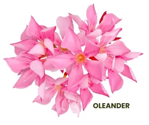 OLEANDER