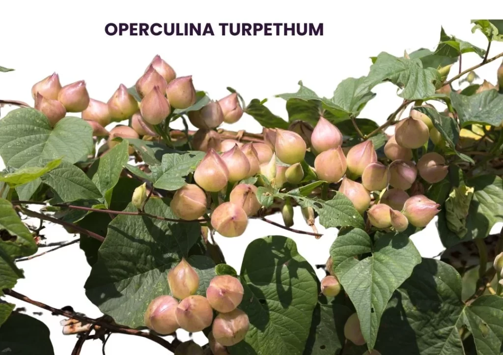 OPERCULINA TURPETHUM