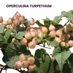 OPERCULINA TURPETHUM