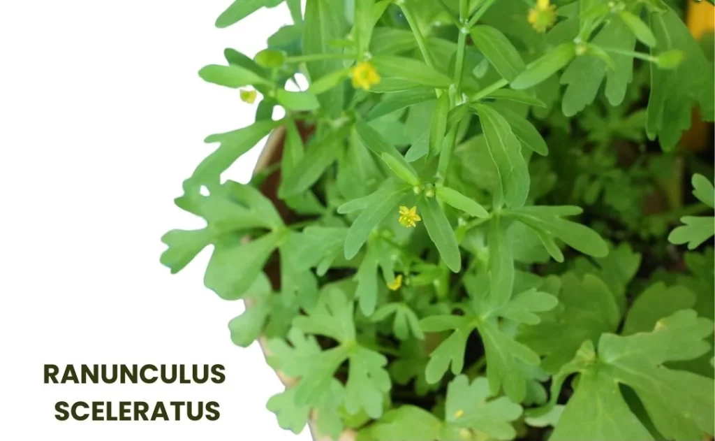 RANUNCULUS SCELERATUS