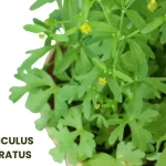 RANUNCULUS SCELERATUS