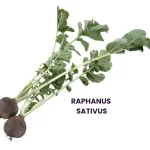 RAPHANUS SATIVUS