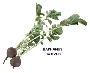 RAPHANUS SATIVUS