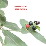 RAUWOLFIA SERPENTINA