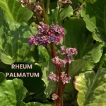 RHEUM PALMATUM