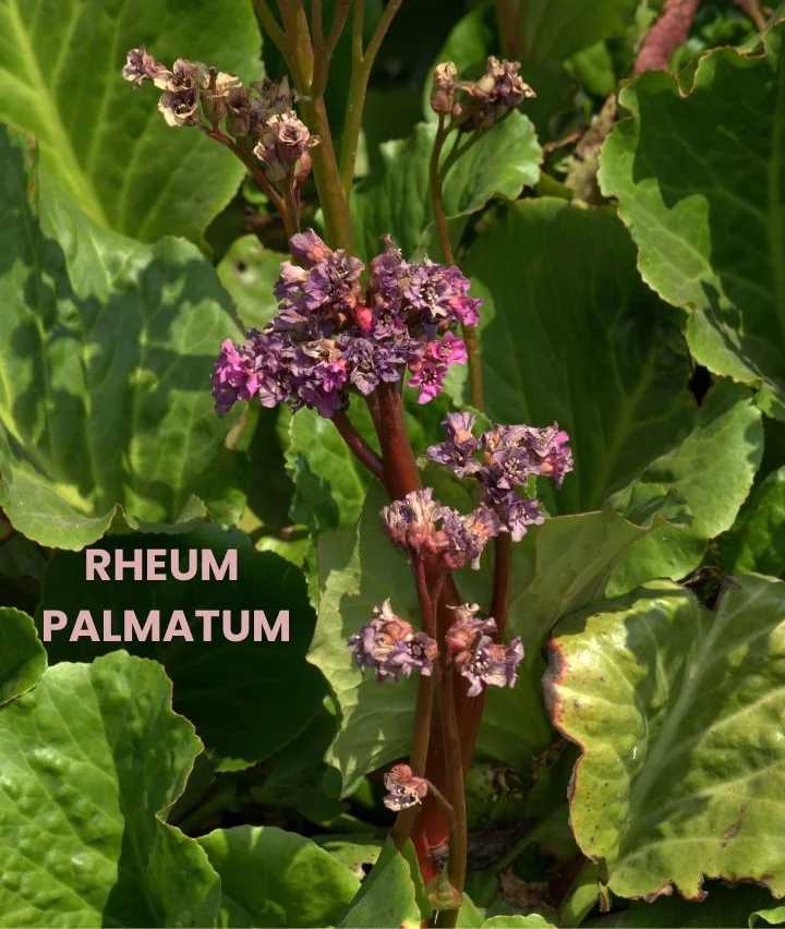 RHEUM PALMATUM