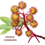 RICINUS COMMUNIS