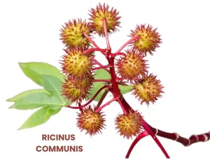 RICINUS COMMUNIS