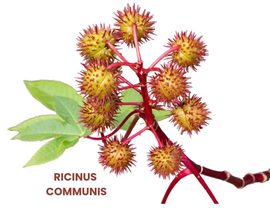 RICINUS COMMUNIS | R