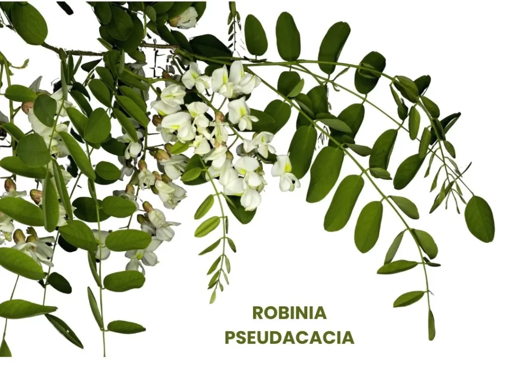 ROBINIA PSEUDACACIA