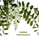 ROBINIA PSEUDACACIA