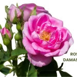 ROSA DAMASCENA