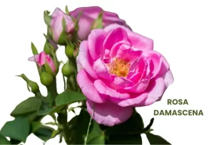 ROSA DAMASCENA