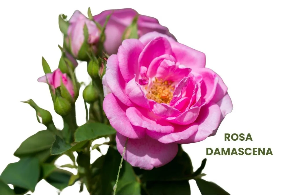 ROSA DAMASCENA