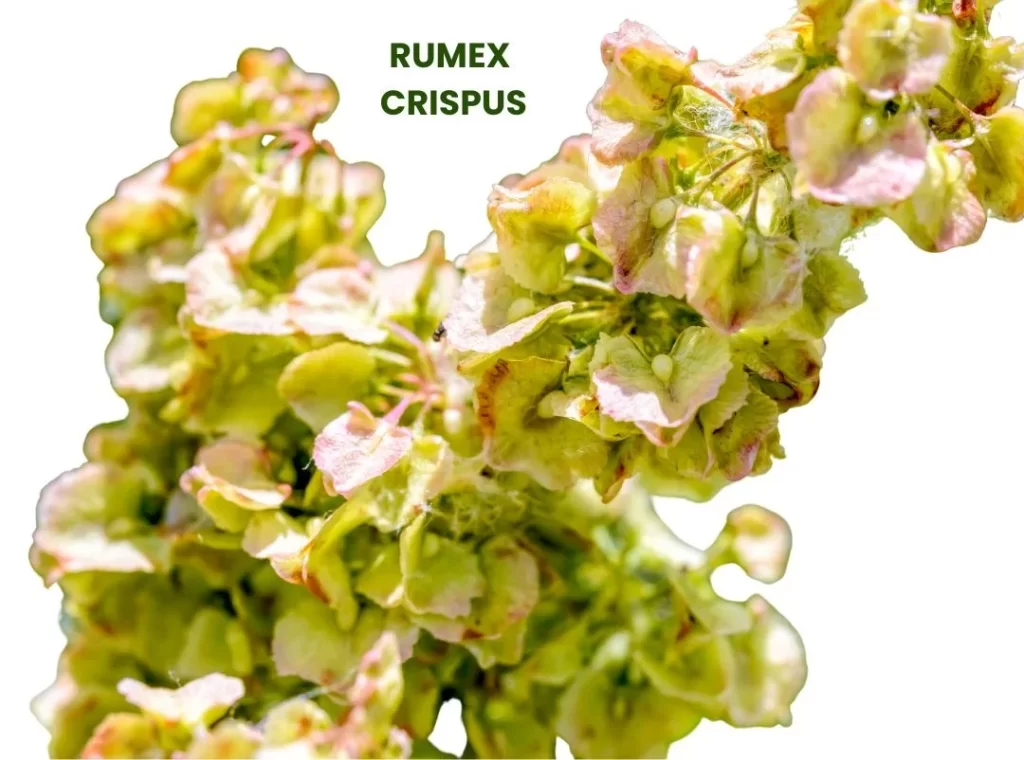 RUMEX CRISPUS