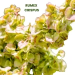 RUMEX CRISPUS