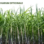 SACCHARUM OFFICINALE