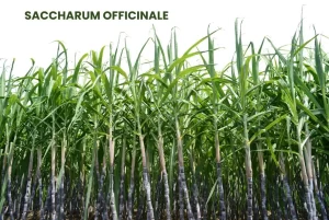 SACCHARUM OFFICINALE