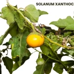 SOLANUM XANTHOCARPUM