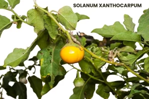 SOLANUM XANTHOCARPUM