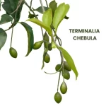 TERMINALIA CHEBULA