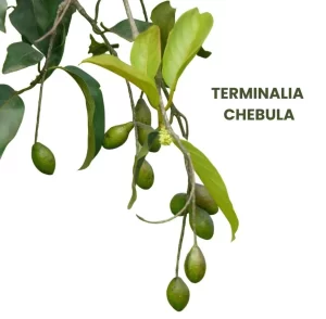 TERMINALIA CHEBULA