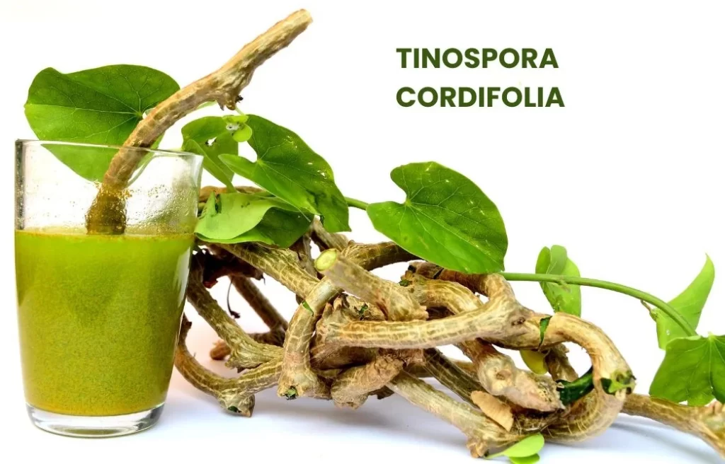 TINOSPORA CORDIFOLIA