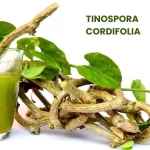 TINOSPORA CORDIFOLIA