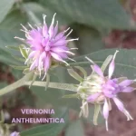 VERNONIA ANTHELMINTICA