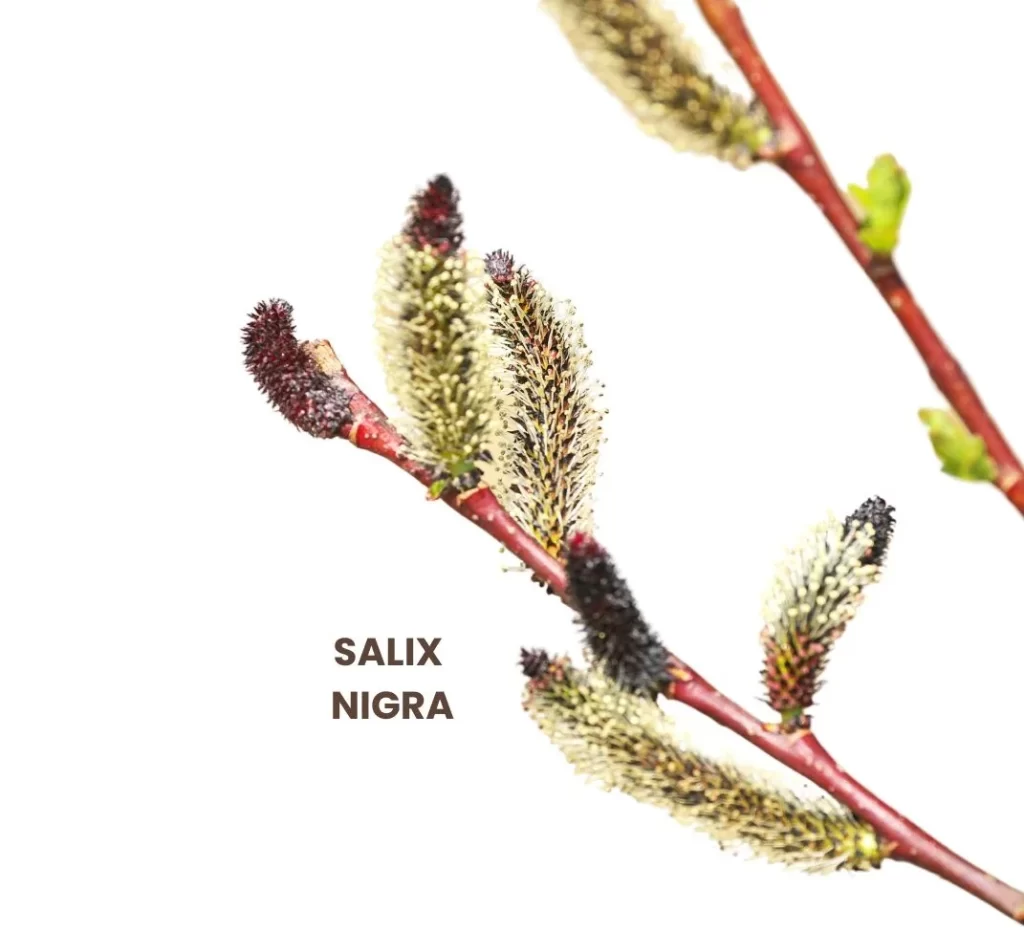 SALIX NIGRA