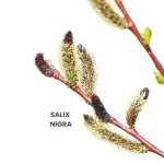 SALIX NIGRA