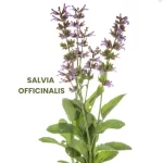 SALVIA OFFICINALIS