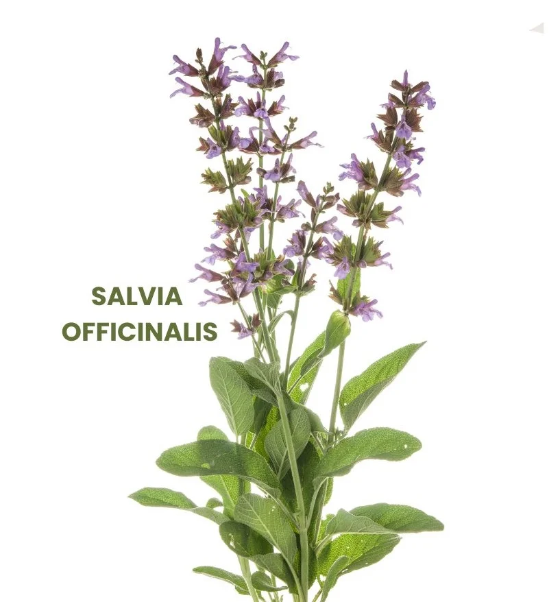 SALVIA OFFICINALIS