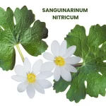 SANGUINARIUM NITRIUM