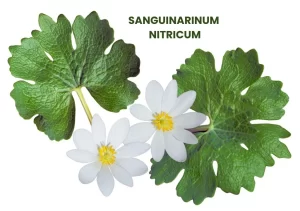 SANGUINARIUM NITRIUM