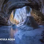 SANICULA AQUA