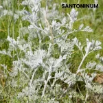 SANTONINUM