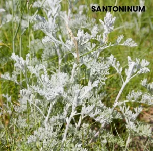 SANTONINUM